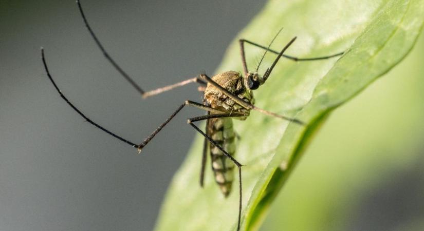 Kipusztítsuk a szúnyogokat? Komoly etikai és ökológiai kérdéseket vet fel a tudósok vitája