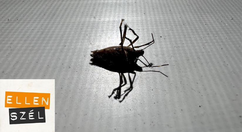 Poloskainvázió söpör végig az országon: így védekezz ellene otthonodban