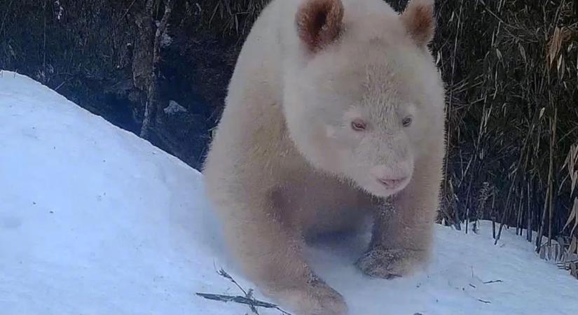 A hófehér óriáspanda meghökkentő esete