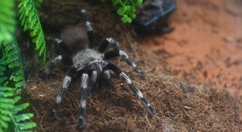 A ritkán látott teremtmények különös hatást váltottak ki Szolnokon – galériával