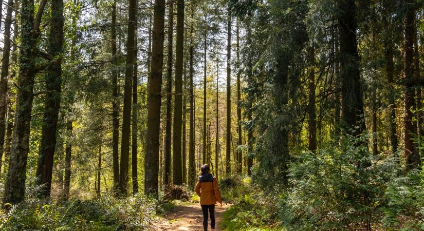 Ezért tökéletes stresszoldó egy erdei séta – az erdőökológus válaszol