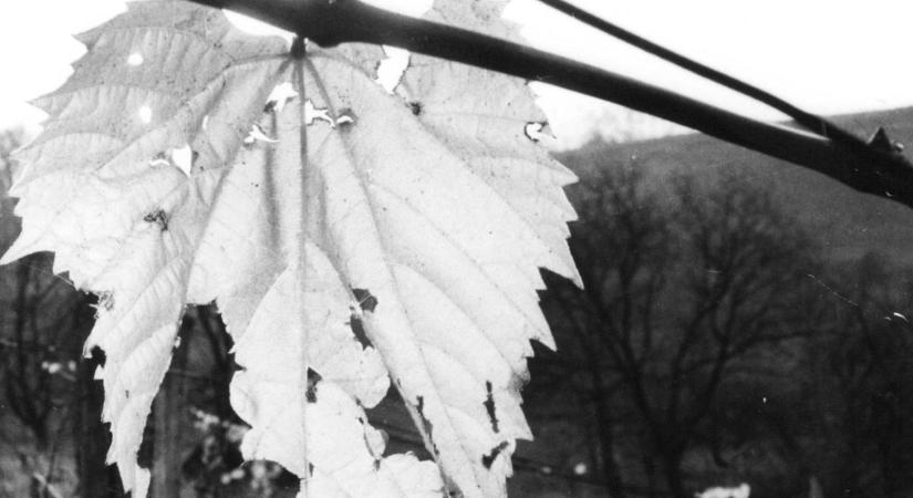 Borhamisítók a zalai bíróság előtt 1957-ben – első rész