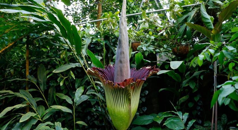 Botanikusok elkészítik a gigantikus dögszagú virágok családfáját