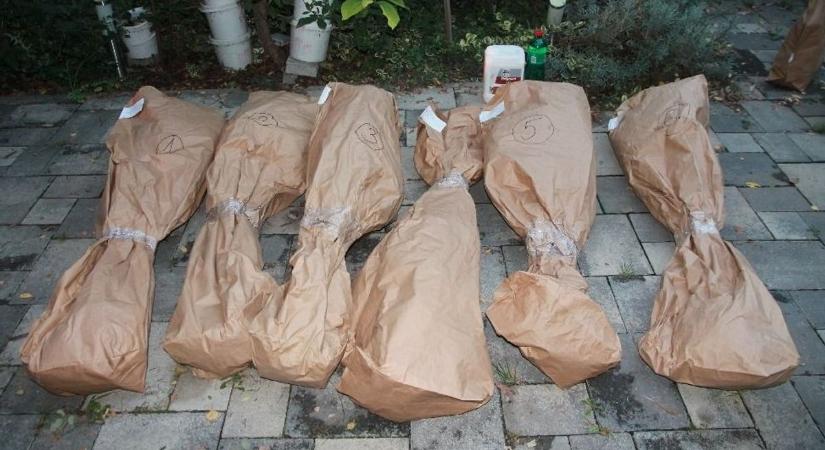 Hatalmas kenderültetvény került elő egy tanyán, őrizetben a termesztő ( képek)