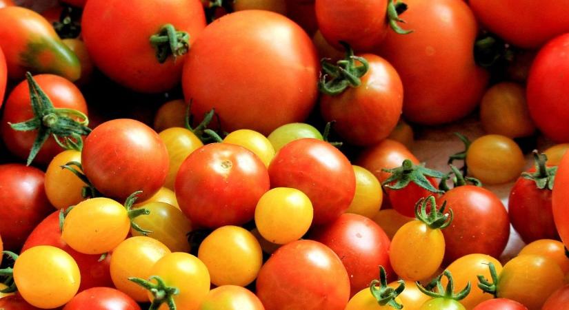 Megtörhet a lendület? Árcsökkenés és kereslet-visszaesés a globális paradicsompiacon