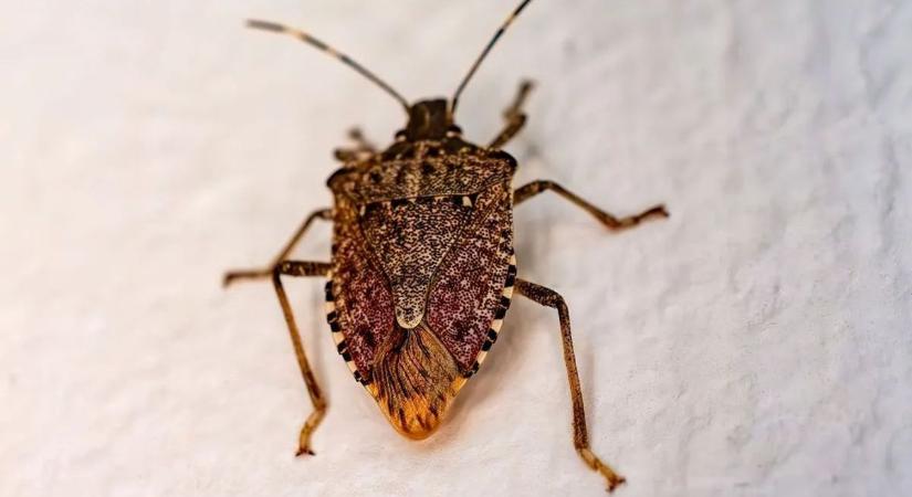 Ha a poloskák már bejutottak a lakásba, ezekkel a módszerekkel megszabadulhat tőlük