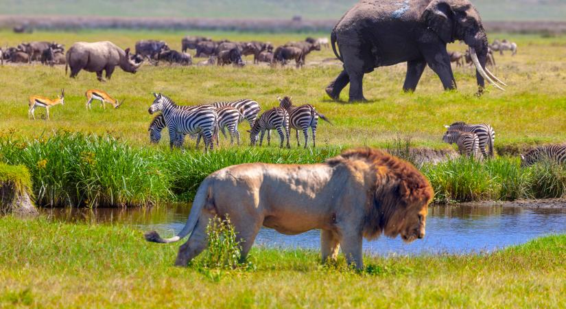 Így írja felül egy aprócska rovar az afrikai oroszlánok életmódját