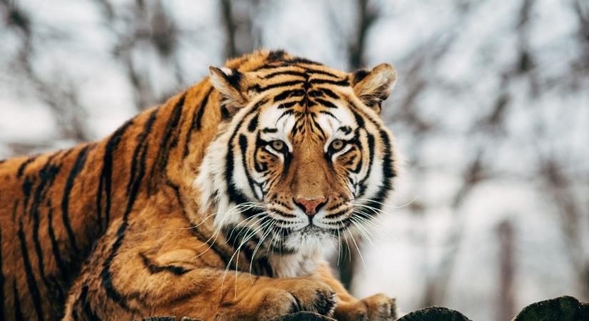 Saját gondozójával végzett egy tigris