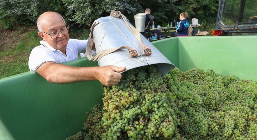 Szüret a Kőszegi-hegyen: ilyen lesz az idei bor - Helyzetjelentés a szőlőtőkék közül - fotók