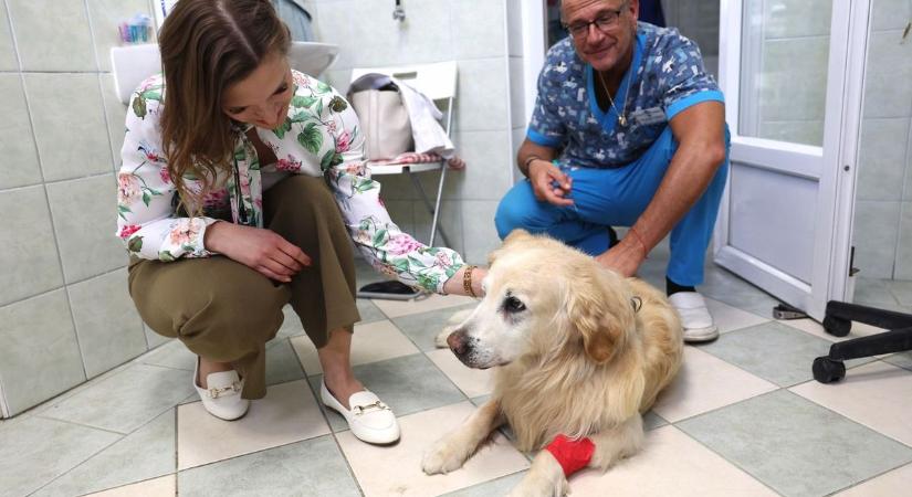 Dunaföldvárig kell vinni a beteg állatot – több órás út a túlélésért