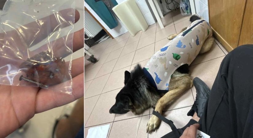 Lesben várt a szögesrém a Rákócziban: óriási volt a pánik, az állatorvos rohant a műtőbe – Fotók!