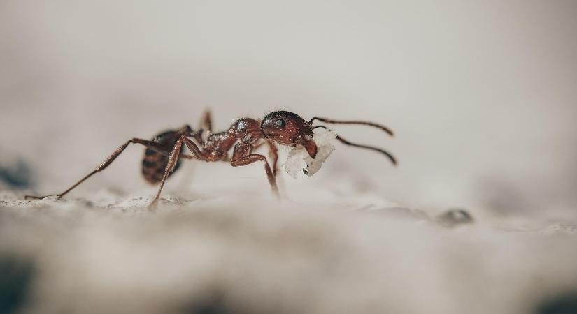 A hangyák genetikai trükkje forradalmasíthatja a precíziós növényvédelmet