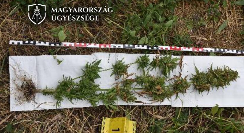 Leszüretelte az általa termesztett kendert, a rendőrök ezután fogták el