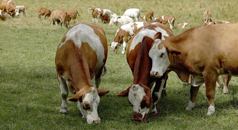 Újabb mezőgazdasági óriás került a Mészáros Csoporthoz – a Gyulai Agrár Zrt. is csatlakozott