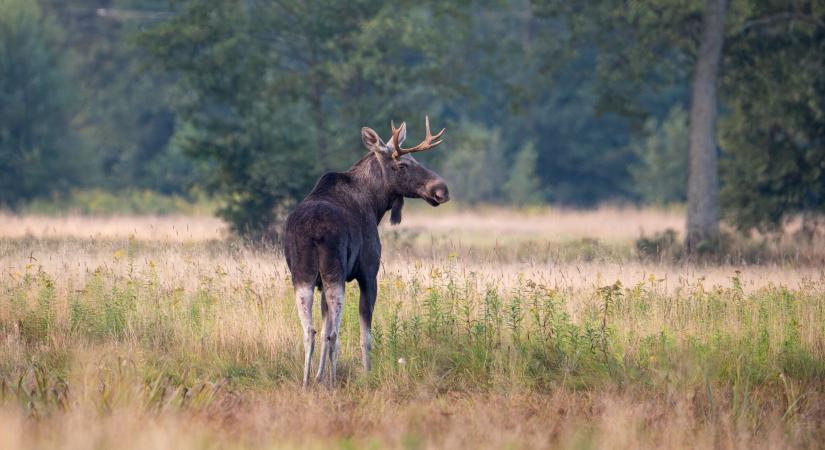 Jávorszarvas bukkant fel Ausztriában, kis híján feltévedt egy autópályára