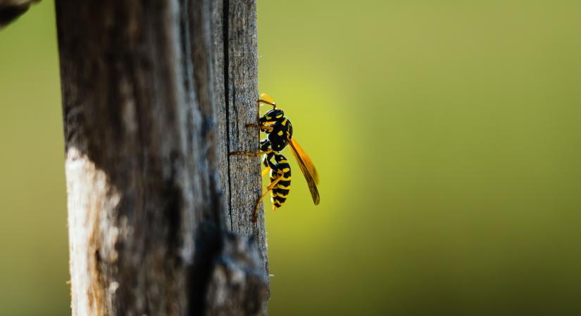 Allergia az iskolában: felkészítik a pedagógusokat