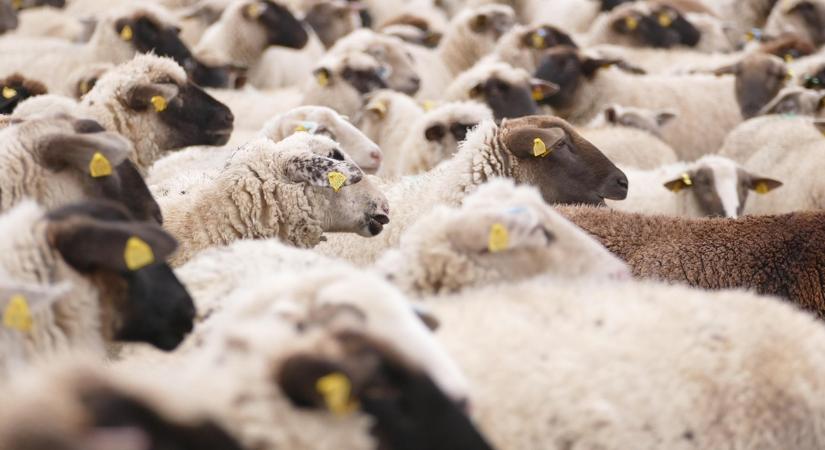 Vérszívó fonálféreg terjed a juhok között Angliában – nálunk az őzeket tizedelte
