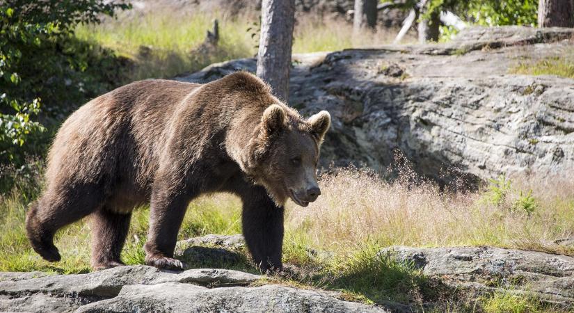 Medve bukkant fel Miskolcon, a lakók rettegnek