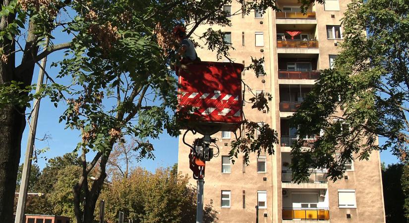 Faápolási és gallyazási munkákat végeznek Debrecen több pontján
