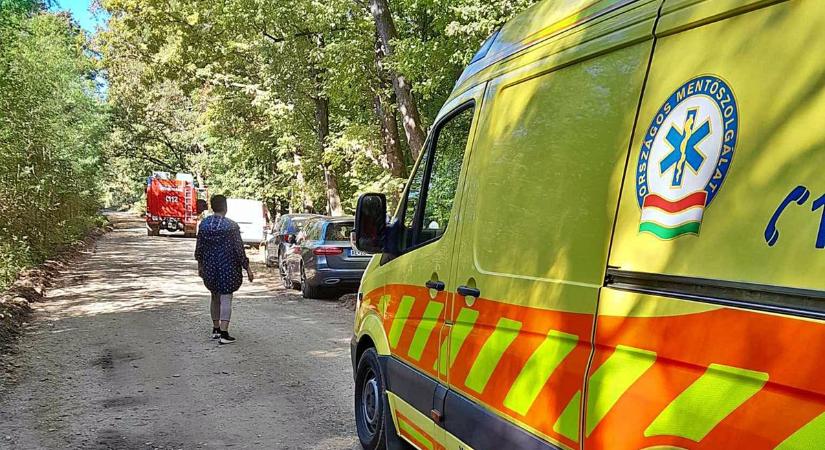Majdnem elvérzett egy férfi az Őrségben! Gombászás közben szenvedett súlyos sérülést