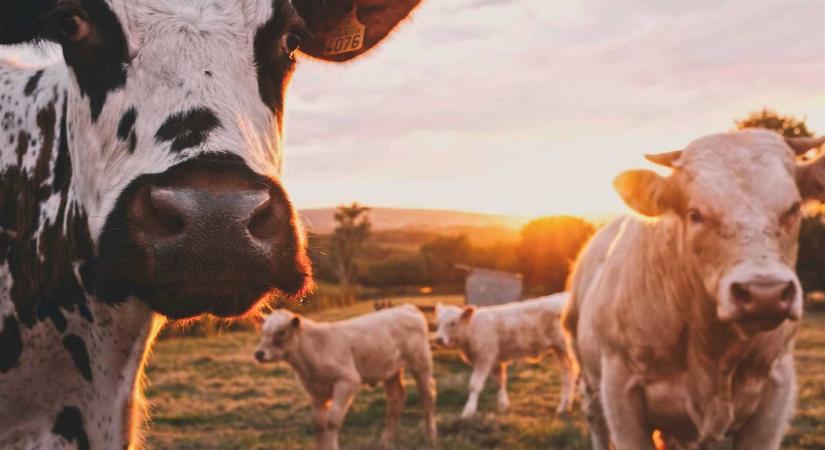 Gazdák figyelem! – Közeleg az agrártámogatási kérelmek határideje