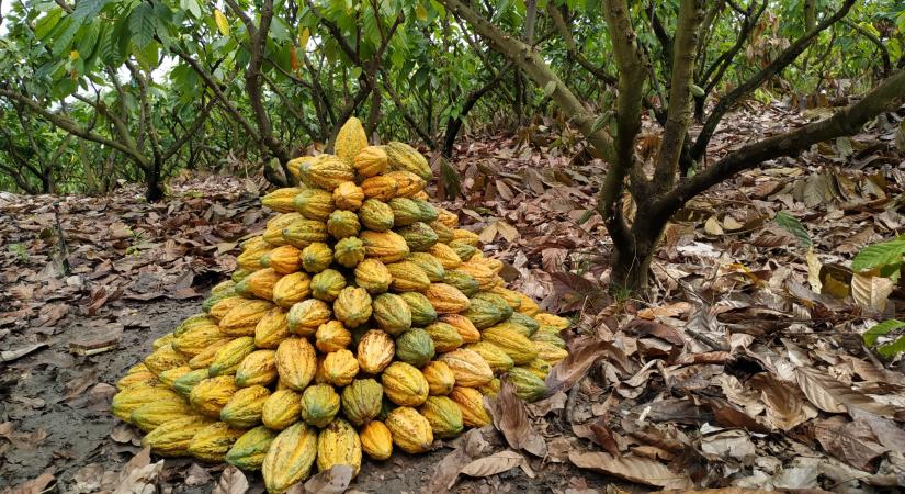 Ecuador letarolja a kakaópiacot