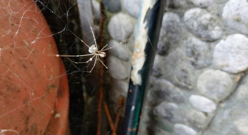 Így tarthatjuk távol az őszi hónapokban a pókokat otthonunktól