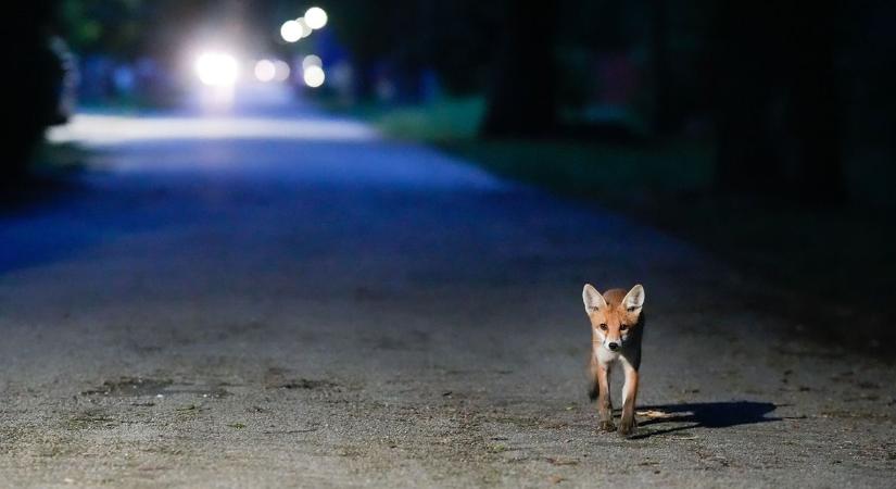 Vadállatok a városban? Félelmetes, ami Tatabányán történik, erre kell figyelni