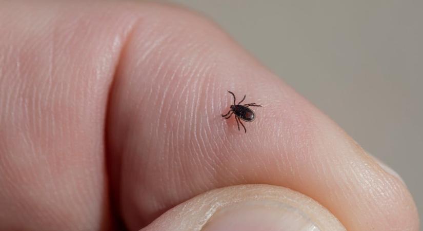 Ismeretlen vírus a Magyarországon befogott “horrorkullancsban” – Dr. Földvári Gábornak jó híre is van