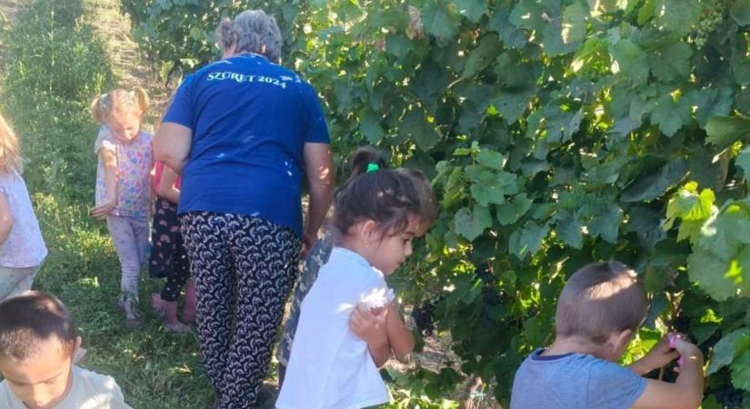 Óvodások a szőlősorok között, szüretelni mentek a kicsik