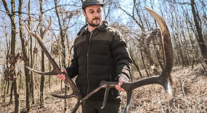A halálba hajszolják a szarvasokat a terepmotorokkal száguldozó agancsgyűjtők