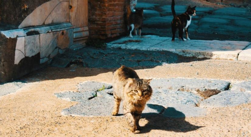 Ezért nem találtak Pompejiben egyetlen macskatetemet sem a feltárások során