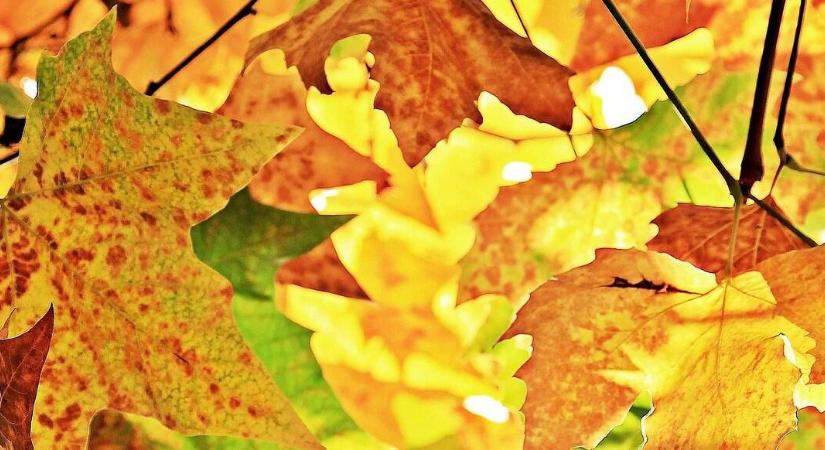 A lomb „második élete”: így segít a fa gyökereinek