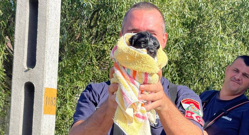 Csatornából mentettek ki egy kutyakölyköt a karcagi tűzoltók – Sugárnak nevezték el