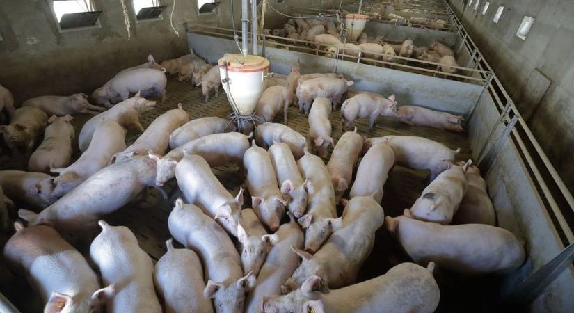 Súlyos járvány tombol a magyar határ közelében, tízezrével pusztulnak az állatok