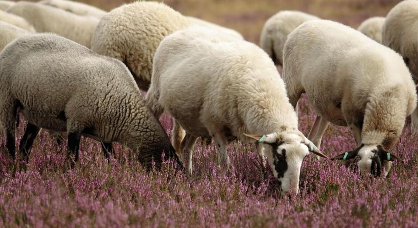 Vészhelyzetet hirdettek: több százezer állat pusztult el