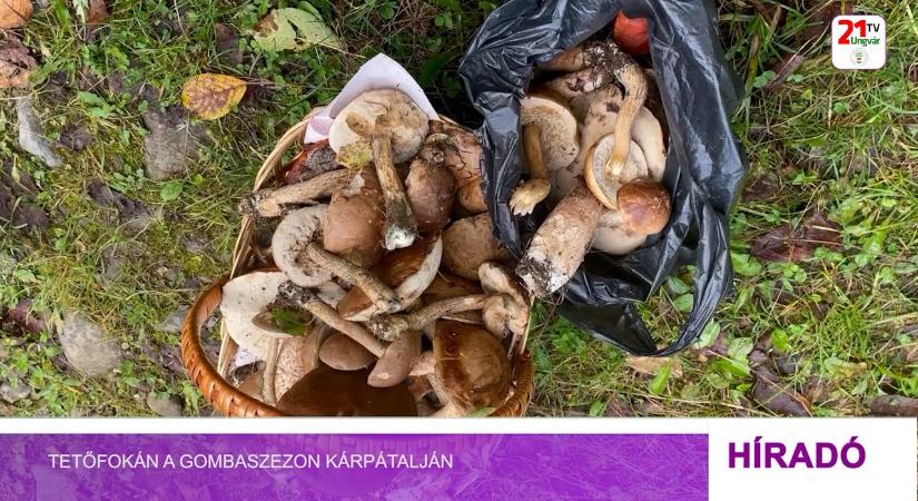 Tetőfokán a gombaszezon Kárpátalján (videó)