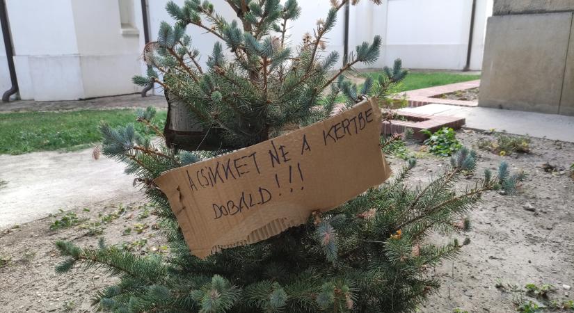 Még nincs karácsony, de máris díszt kapott a fenyőfa