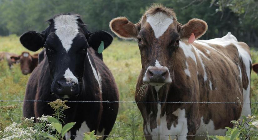 Egy apró ENAR-hiba, és több százezer forintod bánhatja