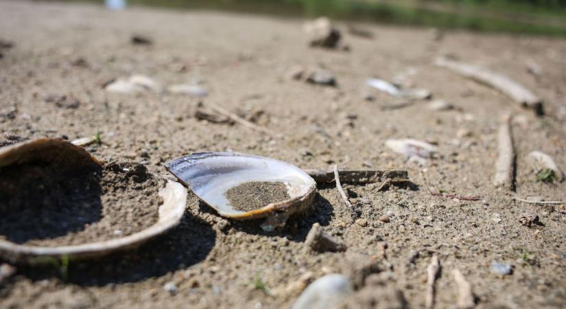 Örülhetnek a horgászok, megmenekülhet a Síkvölgyi-tó