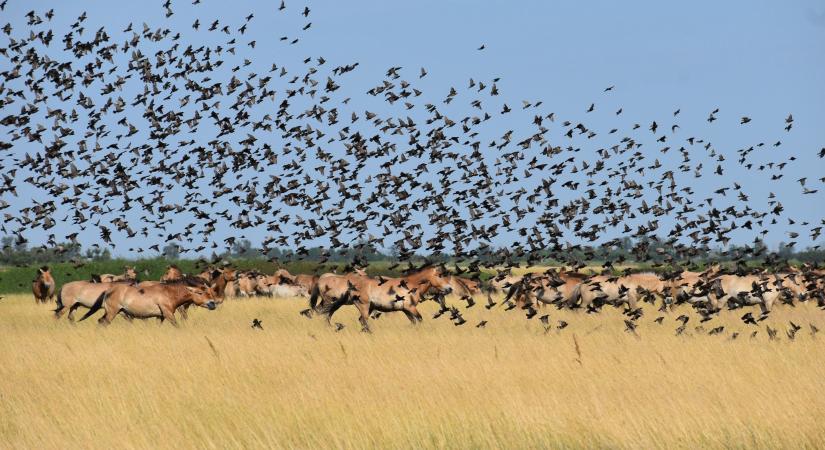 A Hortobágyi Nemzeti Park a top 5-ben