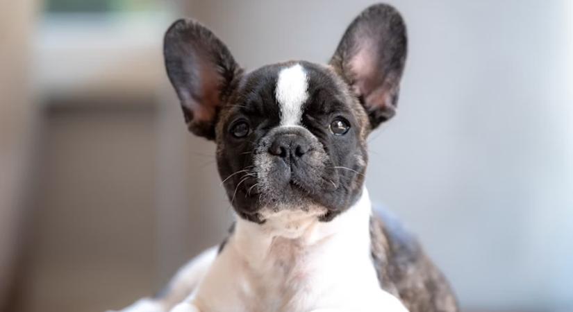 Francia bulldog-láz – miért hódít a lapos orrú kedvenc?