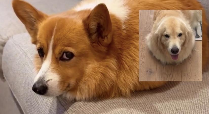 Corginak hiszi magát a golden retriever: amit tesz, pusztító - Videó