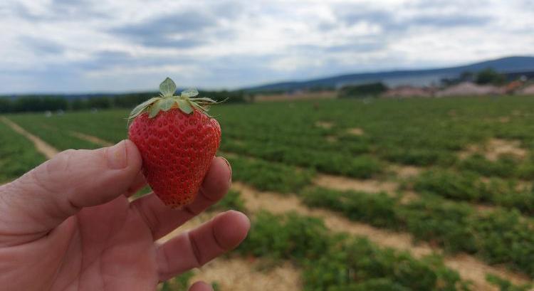 Zsugorik a szamóca területe, nő az áfonyáé