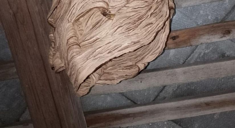 „Jajj, de szép!” - lámpabúrának nézte a darázsfészket a szemenyei nyugdíjas – Fotó!