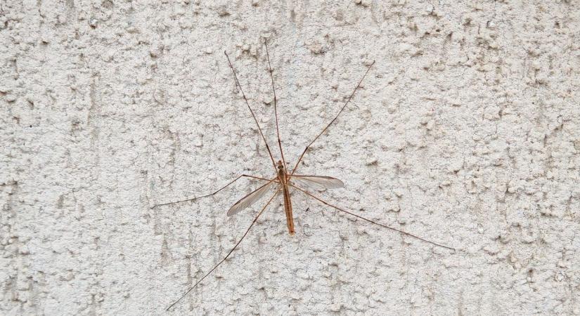 Óriási szúnyogok jelentek meg Zalában: megnéztük közelebbről, nem az, aminek gondolnánk!