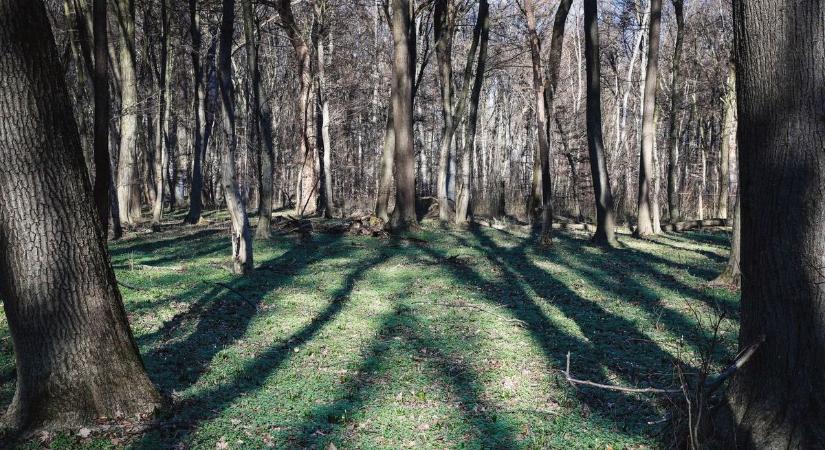 Veszélyes állat tűnt fel Hajdú-Biharban! – a városlakókat már figyelmeztették!