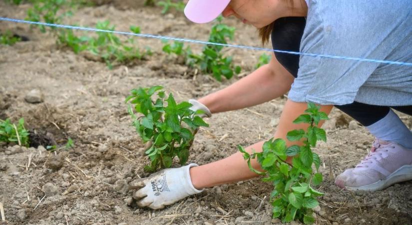 Így segítettek több száz baranyai rászoruló családot idén is