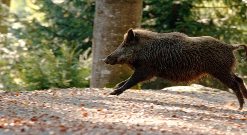 Vaddisznó rohangált fényes nappal a XII. kerületben