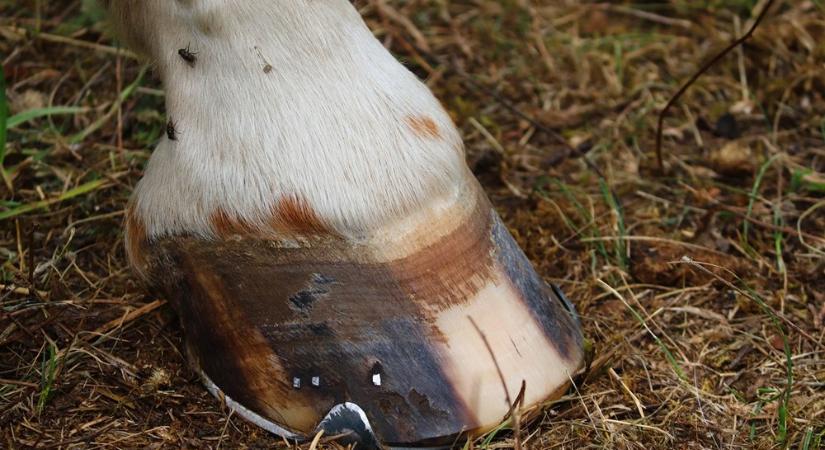 Lópaták titkai – hogyan lett az öt lábujjból egyetlen pata?